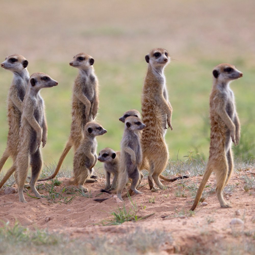 Group of meerkats in their natural Karoo habitat during Five Shy Meerkats sunrise tour